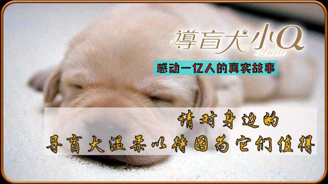 导盲犬平凡且伟大的一生.《导盲犬小Q》