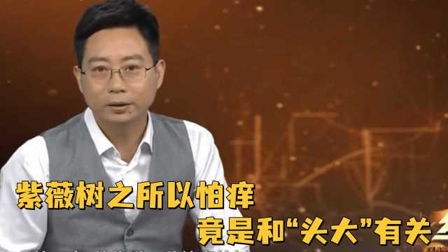 紫薇树之所以怕痒,竟是和“头大”有关,让人长知识了