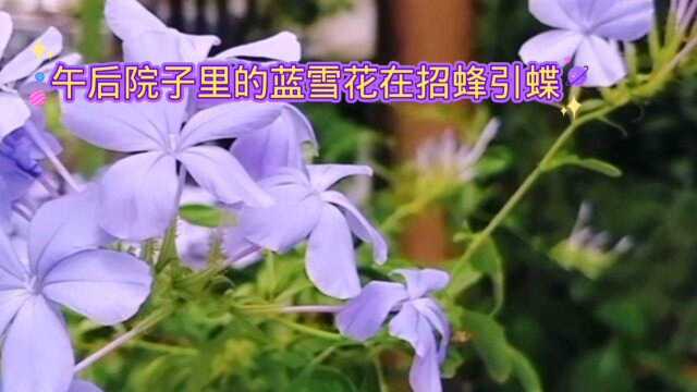 院子里盛开的蓝雪花引来蜜蜂蝴蝶来做客