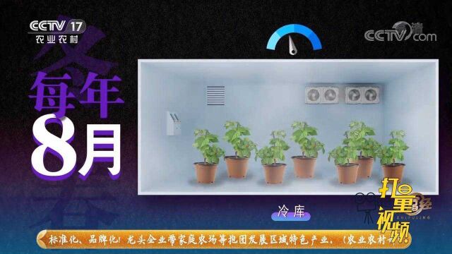 通过人为的给树莓创造小气候环境,实现树莓反季节上市