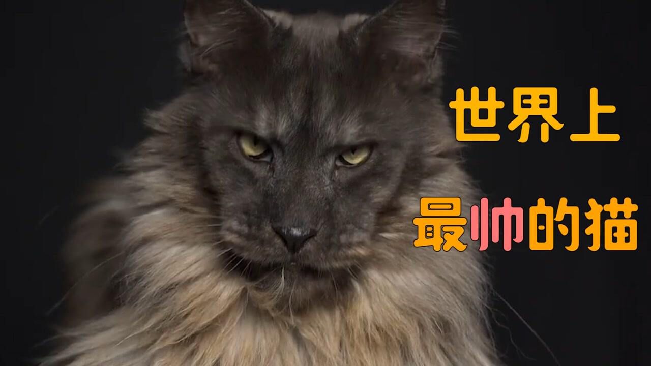 世界上最帅的猫，一脸大哥的形象，安全感简直爆棚！#知识π计划-知识抢先知#_腾讯视频