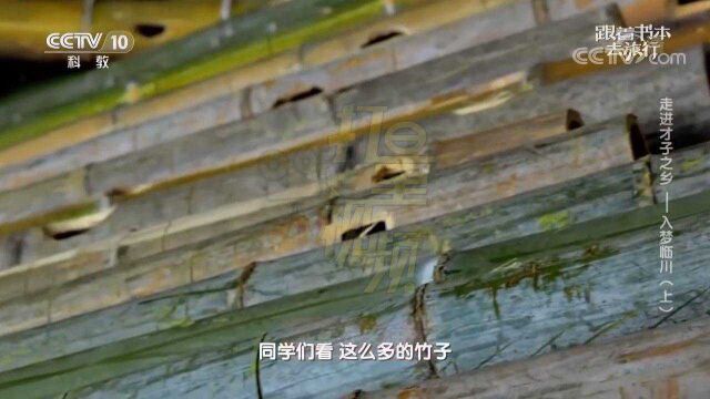 桂竹“凭实力”当选非遗文化“篾编”的原材料