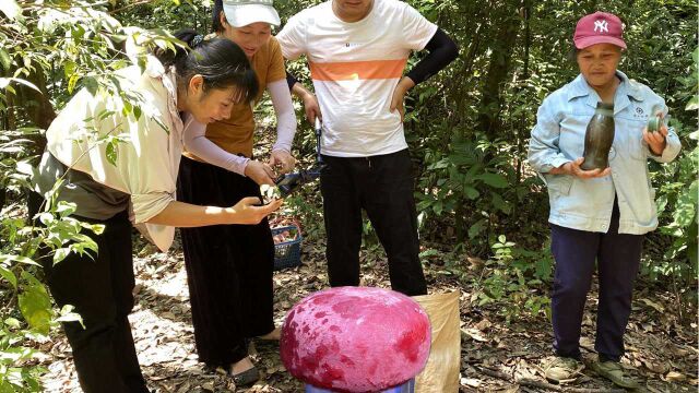 福建老板出高价收购红菇,老乡靠捡红菇一天收入3000元,真羡慕