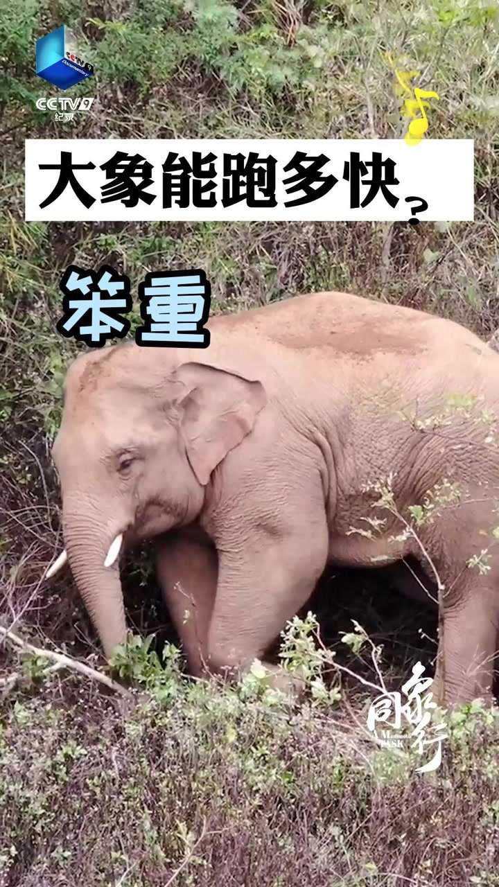 《同象行》科普：大象跑步有多快？速度50迈，心情是自由自在！_高清