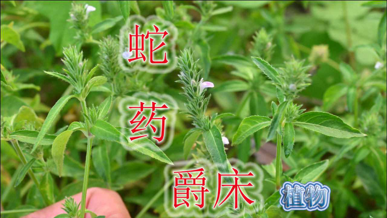 别名蛇食草,干货20元每斤的野草