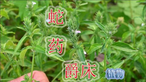 蛇药植物"爵床"认识吗?别名"蛇食草",干货20元每斤的野草