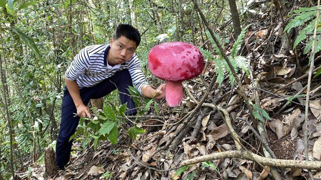 深山寻找1500元一斤的红菇,扒开叶子摘了一朵又一朵,太爽了