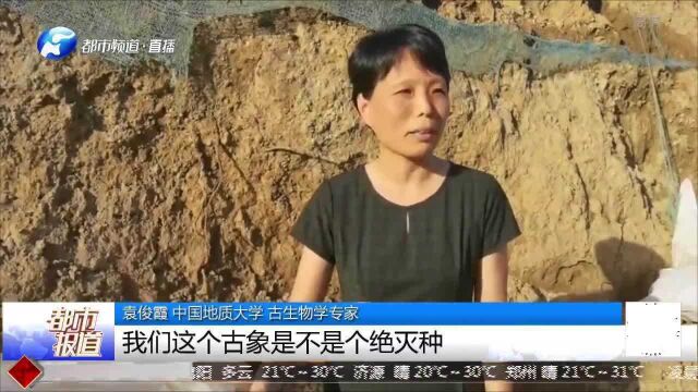 距今约200万年!河南汝州发现古象化石,印证河南“豫”字来源!