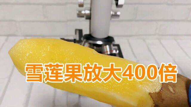 雪莲果放大400倍你还敢吃吗,里面居然是这样的 #知识ˆ’知识抢先知#