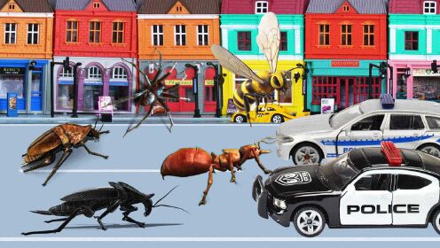 昆虫占领马路 小汽车无法通行 救援车把它们都赶走了