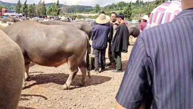 新市场都是做工大阉牛,纯放养半膘以上没油,宰肉也是好质量牛