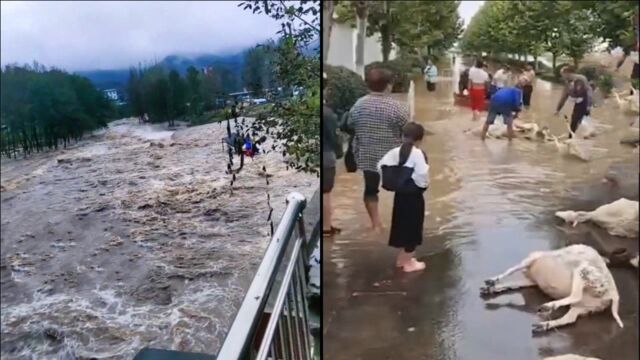 损失惨重!河南突降暴雨,养殖户近千只羊淹死损失七八十万!