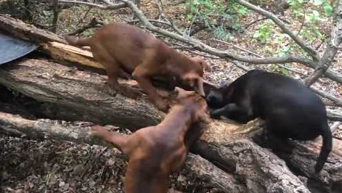 几只猎犬围着枯树狂吠，没一会儿功夫，竟发现一只“大家伙”！