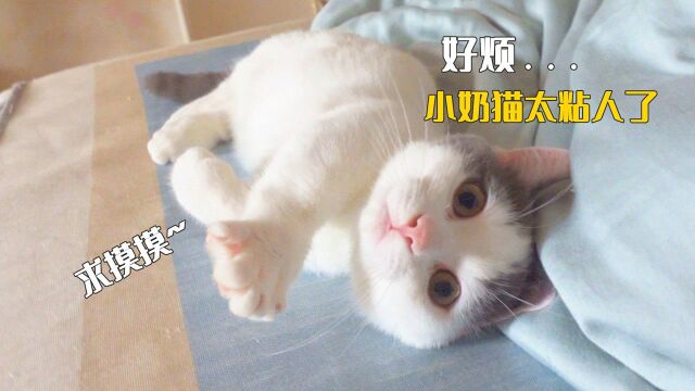 自从出差回来后,小奶猫就一直粘着我,上厕所也跟着!#萌宠的奇妙假期#