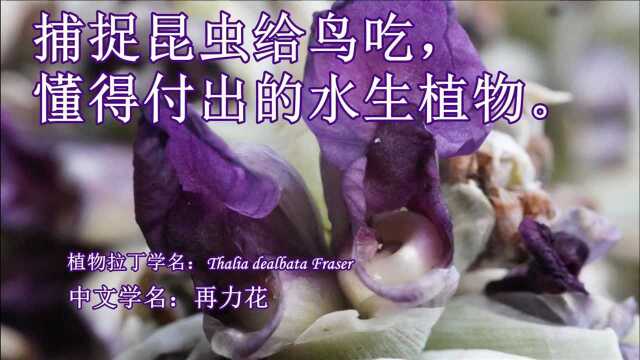 再力花,捕捉昆虫给鸟吃,懂得付出的水生植物.