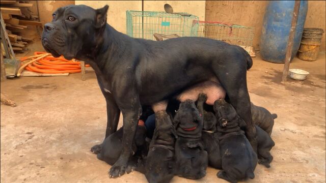 国内少见的犬种,才25天就敢跟老母抢食,难怪被许多国家禁养