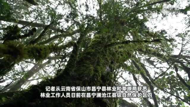 初步判定树龄超500年 云南发现一棵国家一级保护植物须弥红豆杉