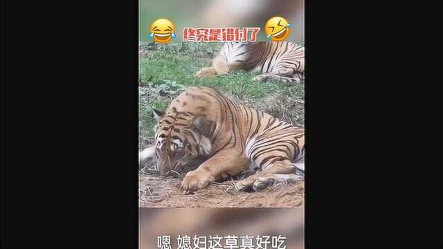 动物世界老虎