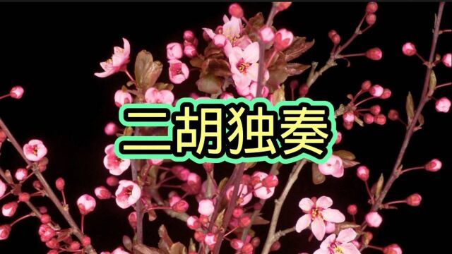 二胡独奏《梅花泪》,伤感好听至极,听醉了