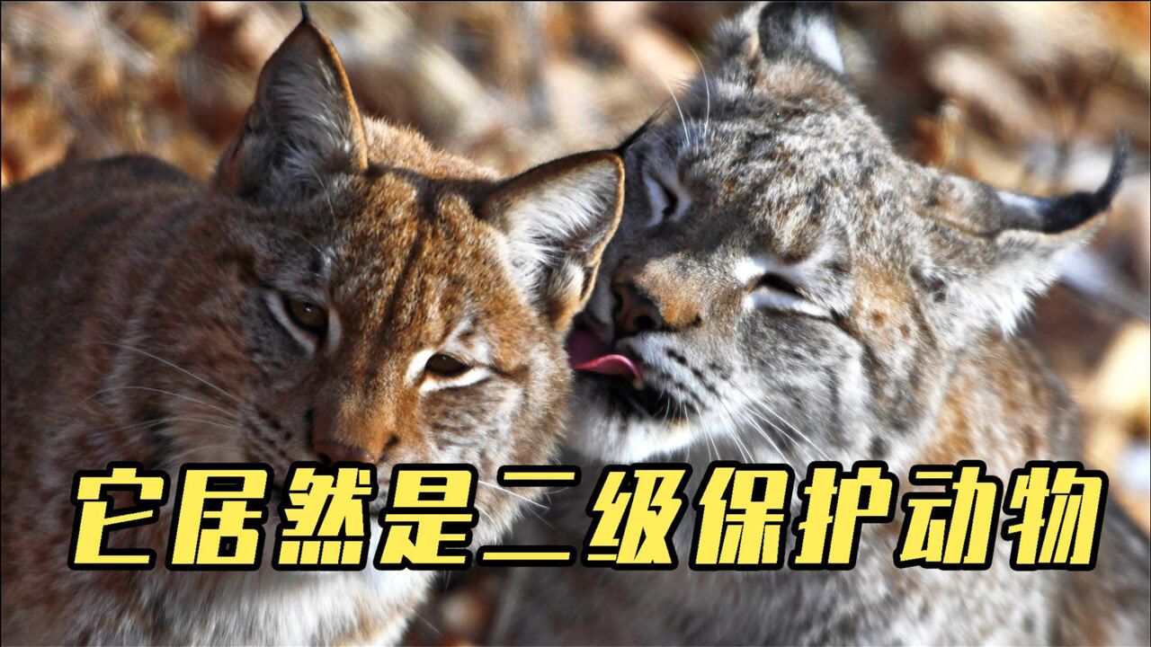 猞猁捕杀比自身大十几倍的白尾鹿,居然是二级保护动物_腾讯视频