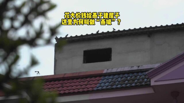 花大价钱给燕子建屋子,这里为何叫做“燕城”?(上)