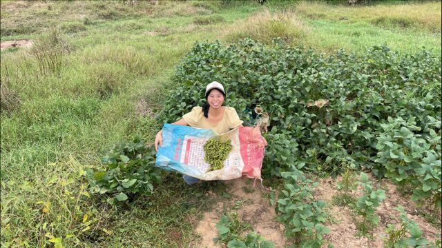 小秀去地里摘毛豆,个头饱满的新鲜毛豆,你们想吃吗?