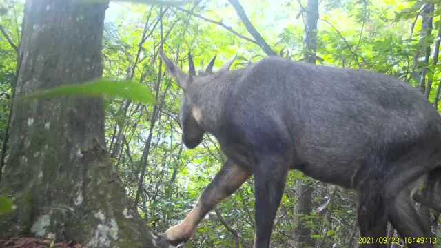 湖南八大公山首次拍摄到国家二级保护动物中华斑羚