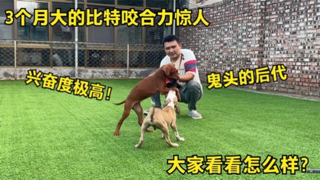 世界冠军比特犬鬼头的后代,才3个月就如此厉害,大家看看怎么样