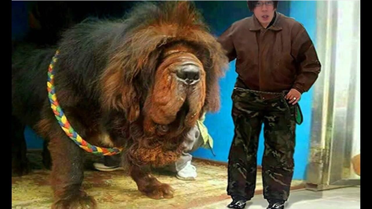 世界上最大的藏獒王,比普通藏獒大一倍,狮子见了也胆战心惊!_高清1080P在线观看平台_腾讯视频