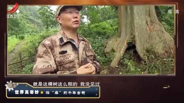 长坡村有一棵古树,据说一挠就会“笑”,村民称其为“痒痒树”