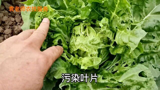 不用化学农药,用这个小配方防治菜青虫,杀虫效果好增产达30%