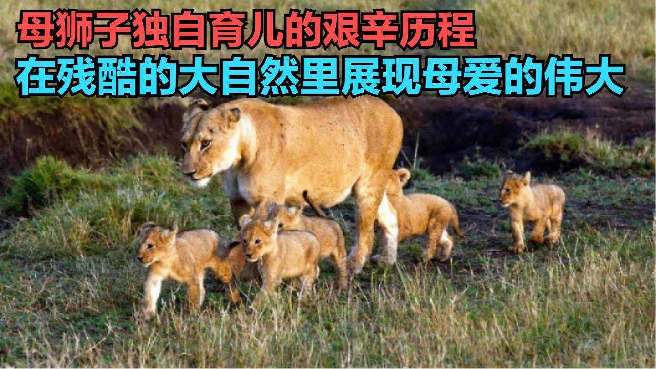 纪录片:母狮的艰辛历程!独自照顾狮子宝宝,残酷的大自然中展现母爱的伟大_腾讯视频