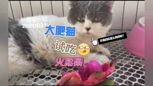 【图安一记】大肥猫试吃火龙果 铲屎的你是认真的吗?