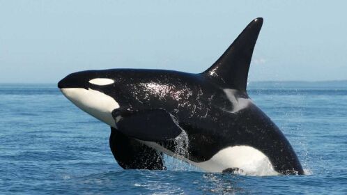 专家还原虎鲸吃大白鲨情景,一起来看看吧!