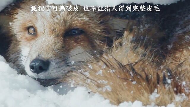 狐狸宁可撕破皮 也不让猎人得到完整皮毛