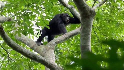 纪录片：动物发情期的行为，黑猩猩为了达到自己的目的，简直是有些不择手段了