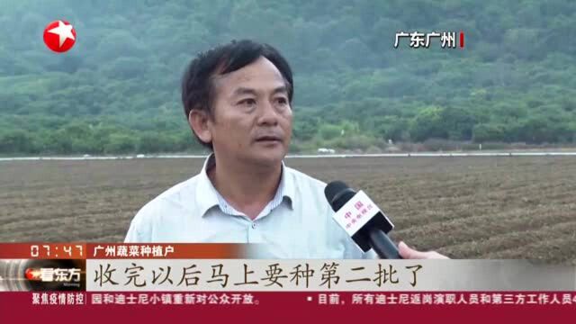 各地出台具体措施保障“菜篮子”:广东——积极引导生产保供 冬种蔬菜即将上市