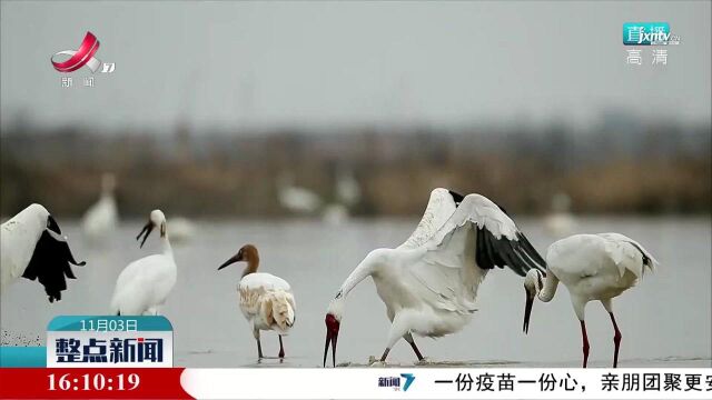 余干:多方合力 为候鸟们安个“家”