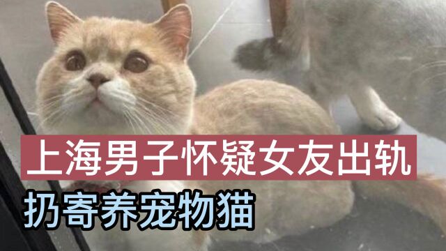 上海男子疑女友出轨扔寄养宠物猫,律师:受托人未尽到看护义务