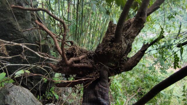 龙虾般的矮霸造型清香木树桩盆景素材,300块到手