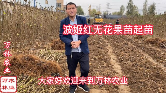 波姬红无花果树苗品种特点介绍,怎么选购波姬红无花果苗比较好