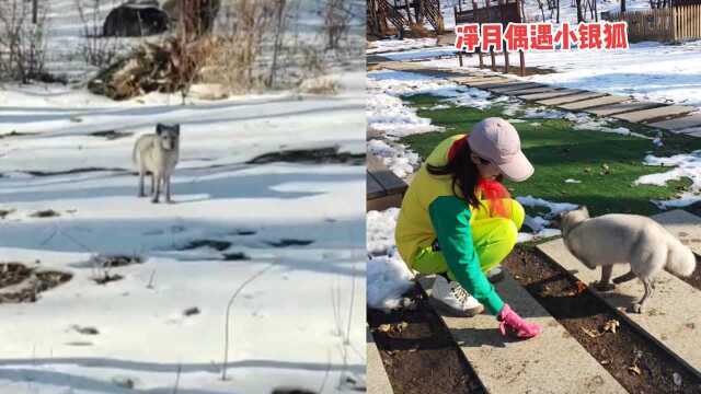 驴友进山偶遇银狐,轻声呼唤竟不怕人,主动上前叼走女子手中食物