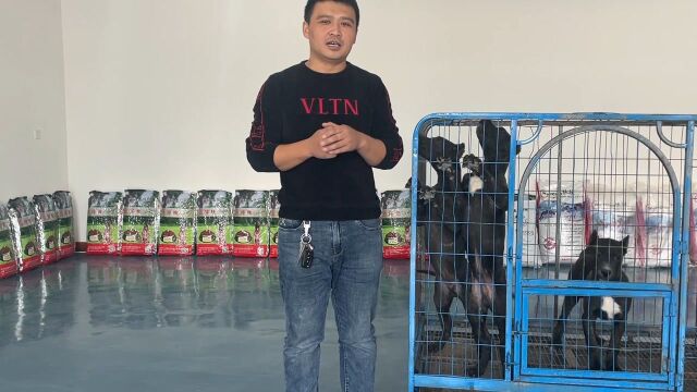 阿龙犬舍新动态,为下一步犬舍发展方向做调整,期待早日革新完成