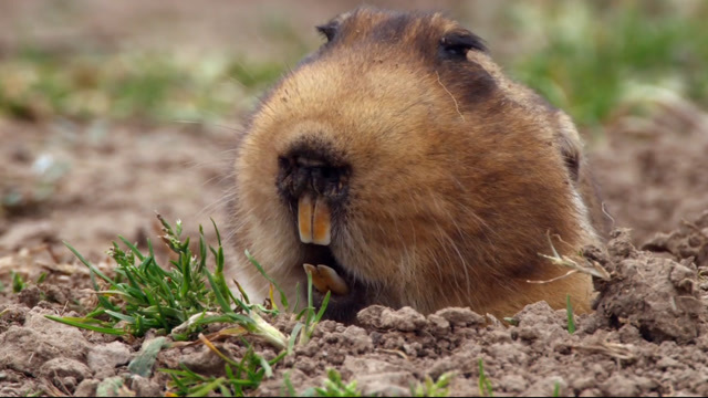 长着大门牙的鼹鼠还是个高度近视还有它有邻居的帮忙