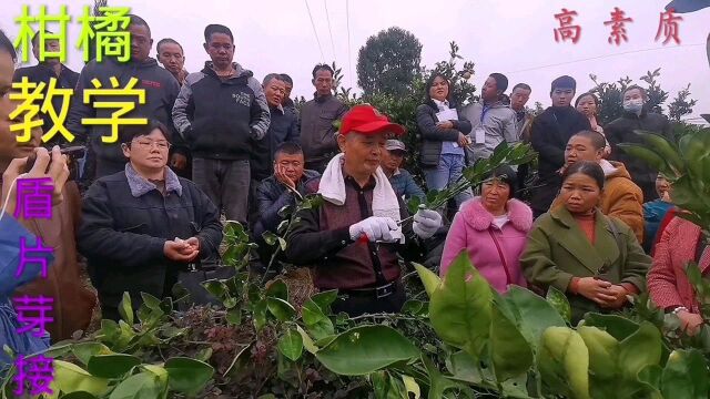 惠农下乡,高素质农民技术培训,嫁接实操教学