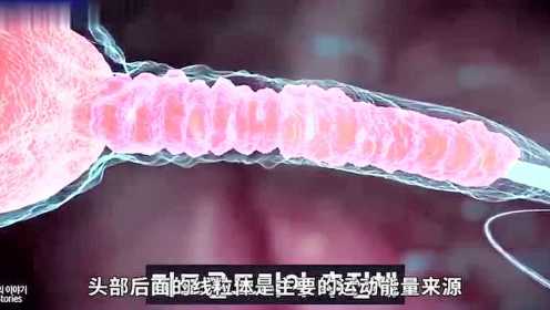 人体奥秘：三维动画演示胚胎受孕过程！竟然如此神奇！