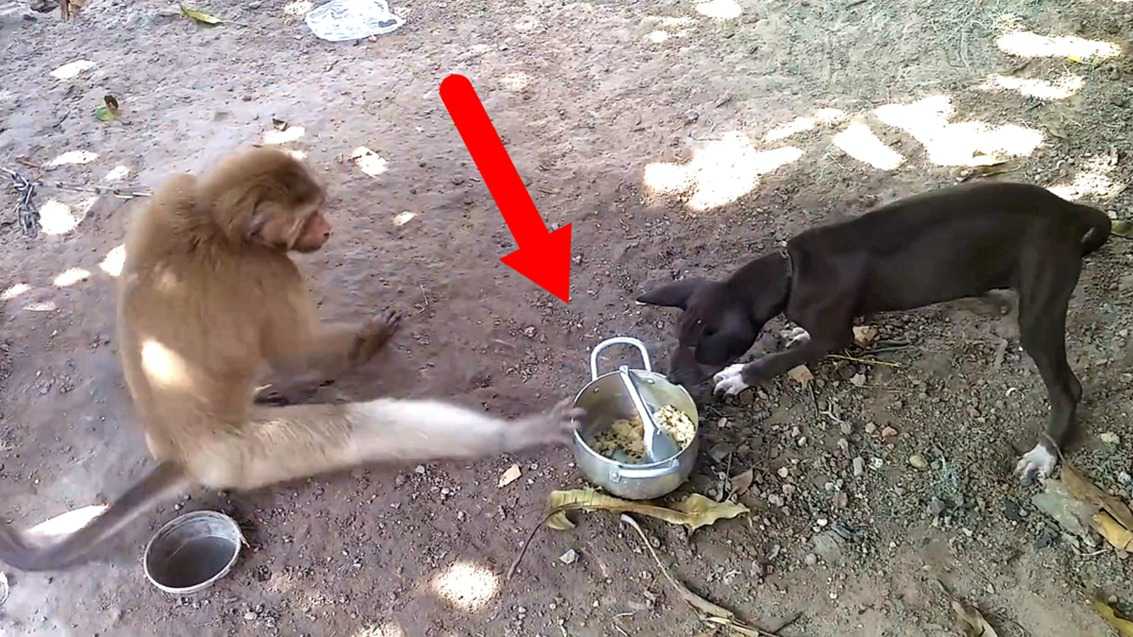 猴子和狗打架谁厉害图片