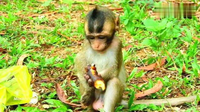 哭泣的小猴子罗拉被母猴子塔拉吓坏了,可怜的小罗拉!