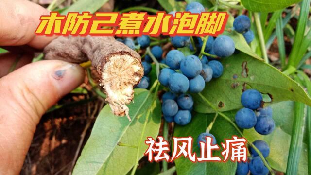 80岁老爷爷走路“稳如泰山”,用木防己煮水泡脚,祛风止痛