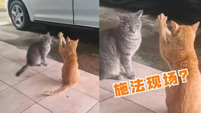 橘猫抬起爪子上下摆动,动作诡异神似施法,对面灰猫表情亮了